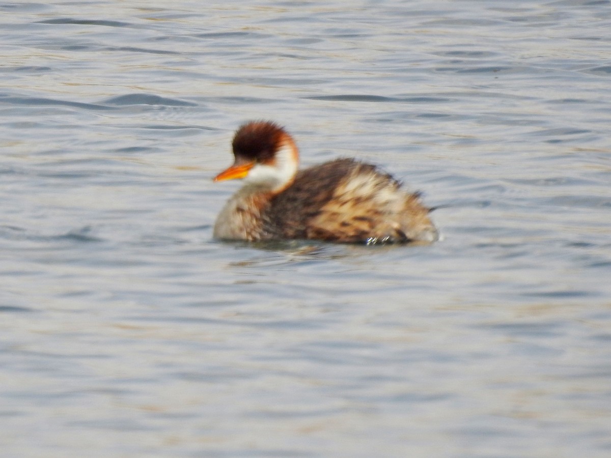 Titicaca Grebe - ML179570751