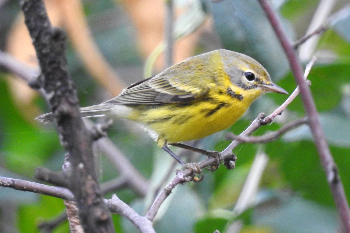 Prairie Warbler - shelley seidman