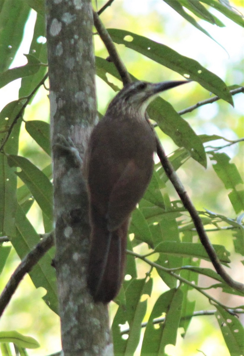 White-throated Woodcreeper - ML179570851