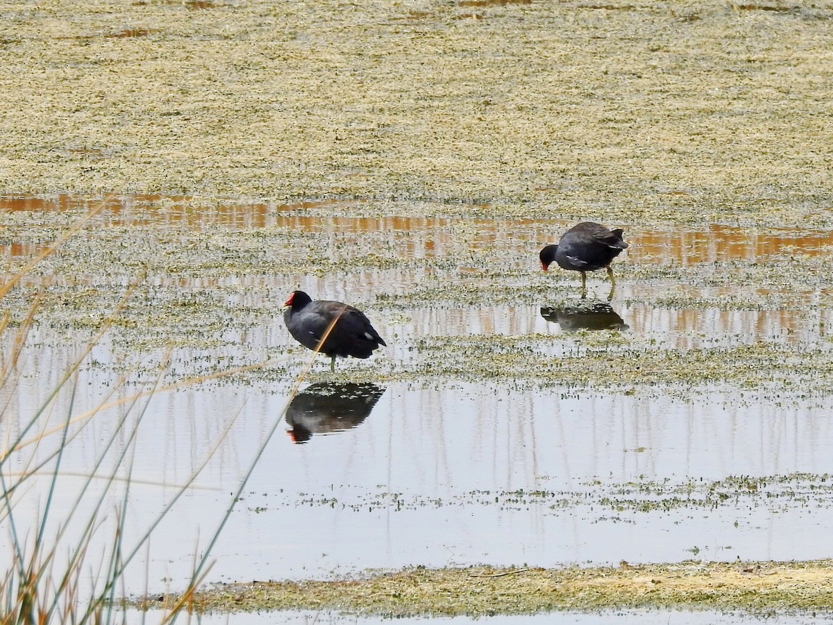 Common Gallinule - Bill Ypsilantis