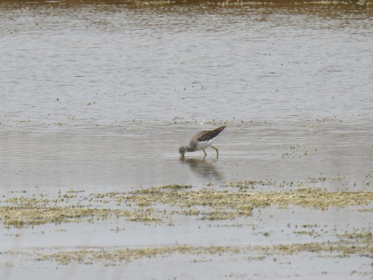 gulbeinsnipe - ML179572081