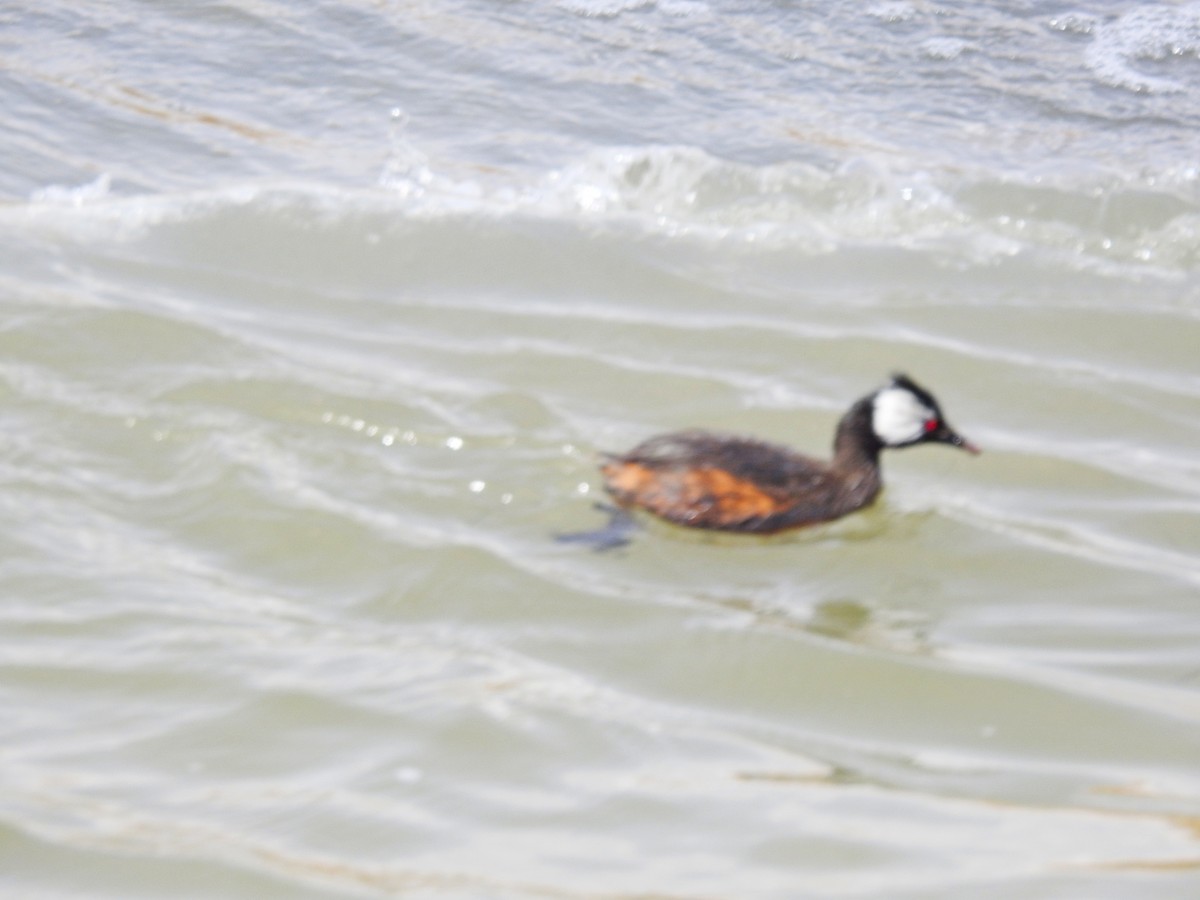 White-tufted Grebe - ML179572671