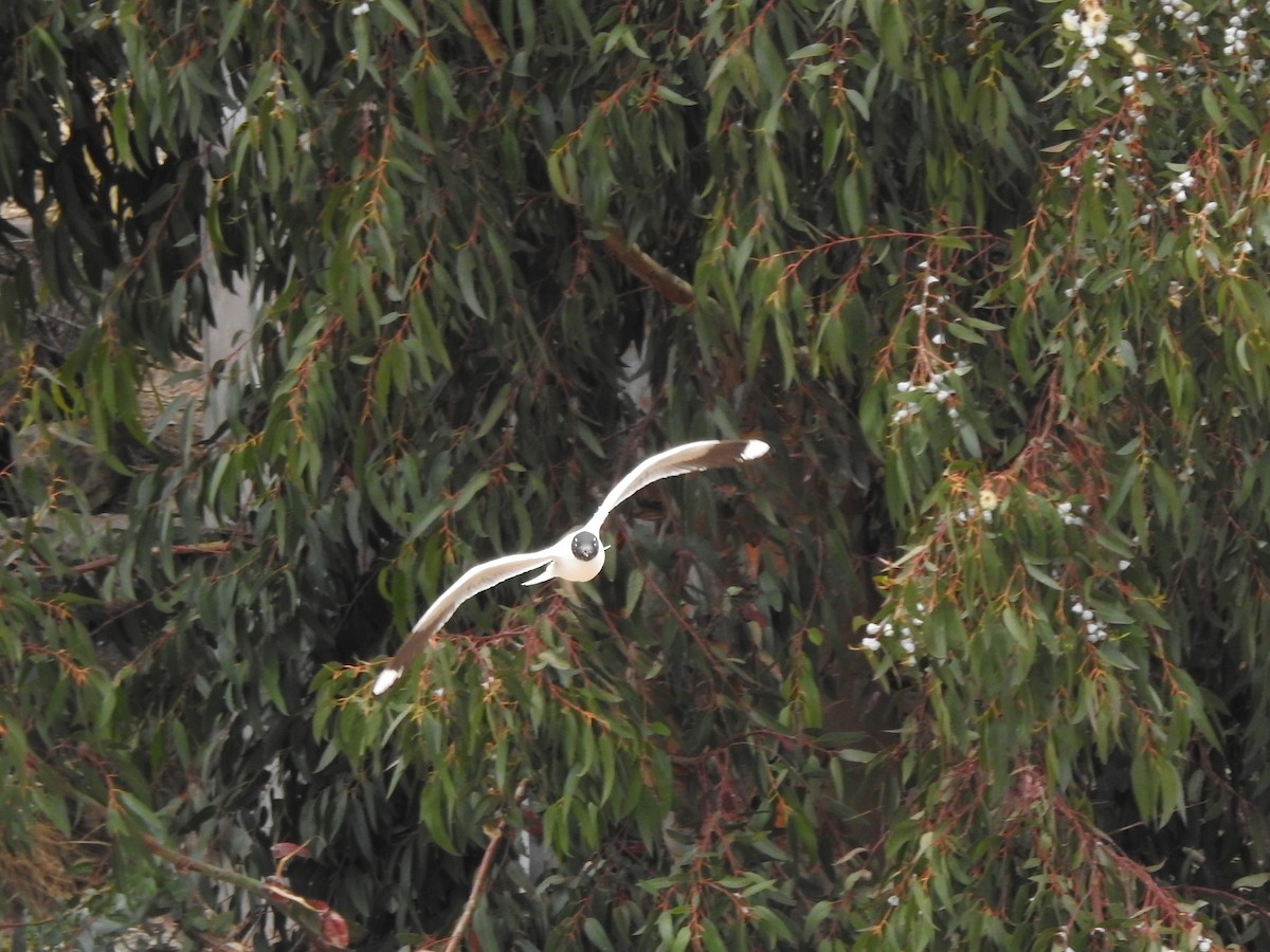 Andean Gull - ML179573601