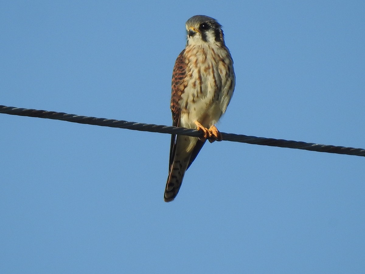 American Kestrel - Wendy Meehan