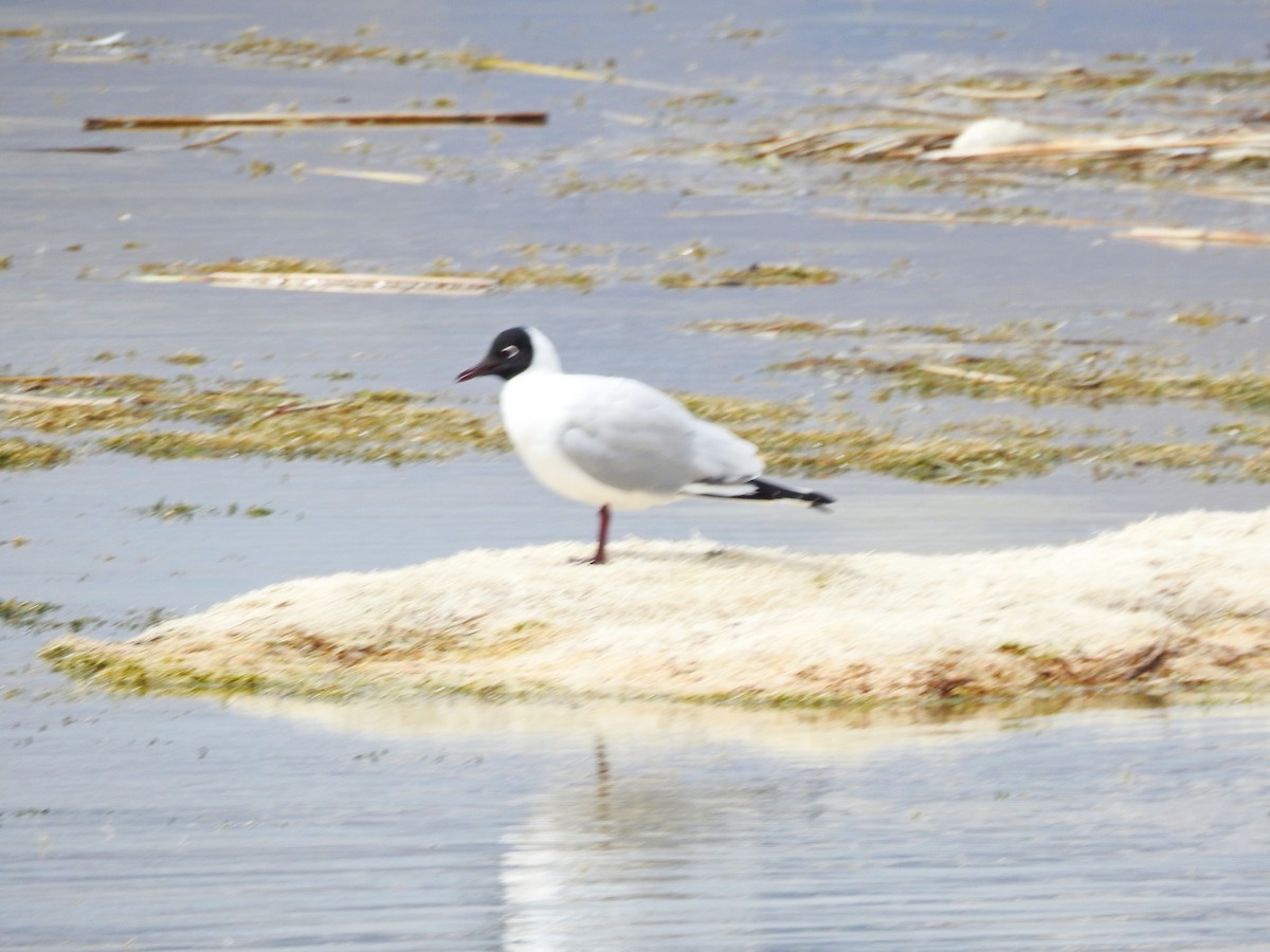 Andean Gull - ML179574501