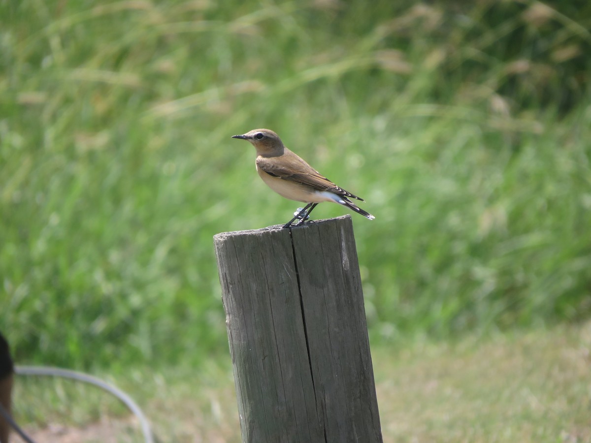 Northern Wheatear - ML179575811