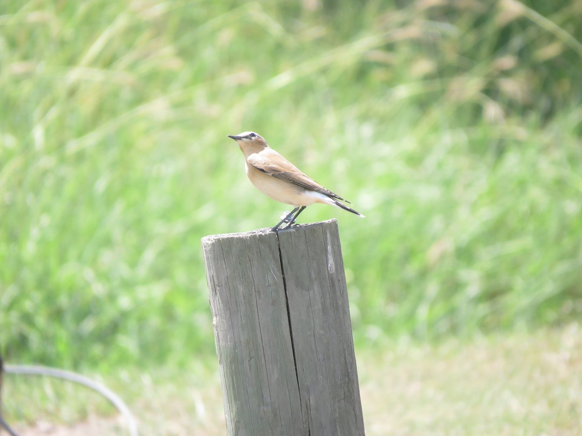 Northern Wheatear - ML179575821