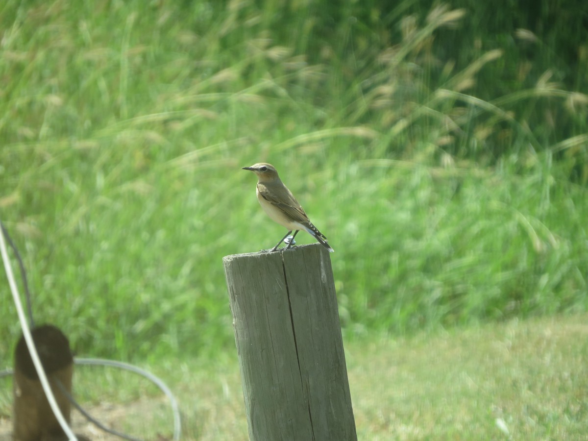 Northern Wheatear - ML179575841