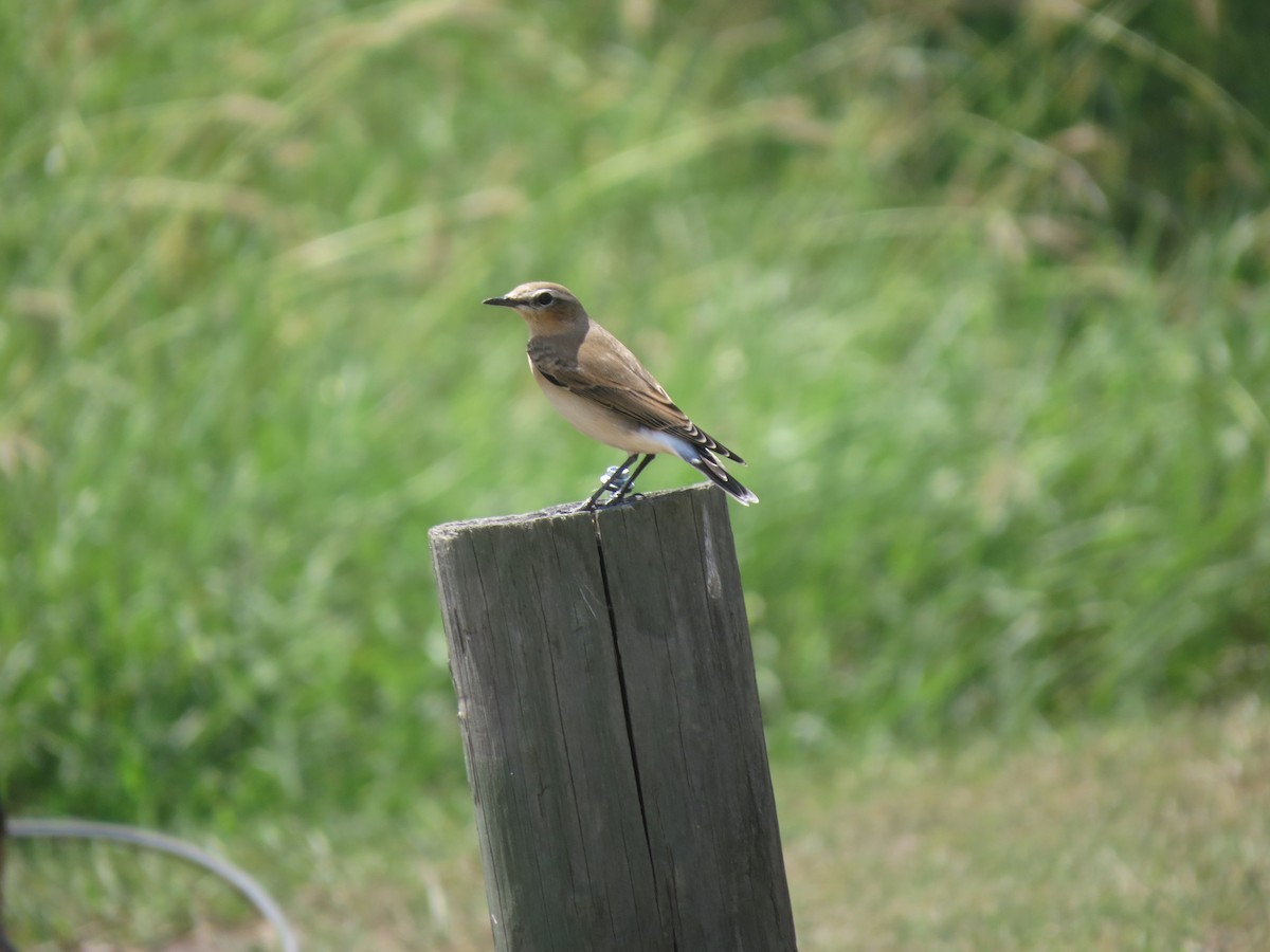 Northern Wheatear - ML179575871