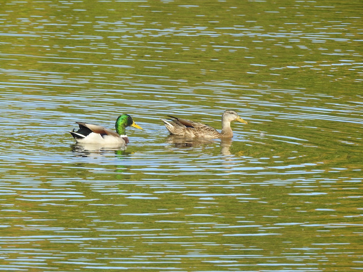 Mallard - Christiane Hébert