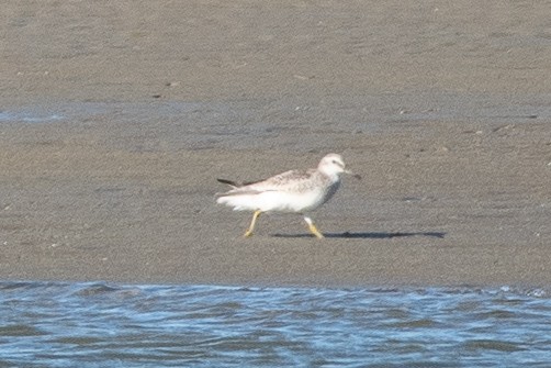 Red Knot - ML179578031