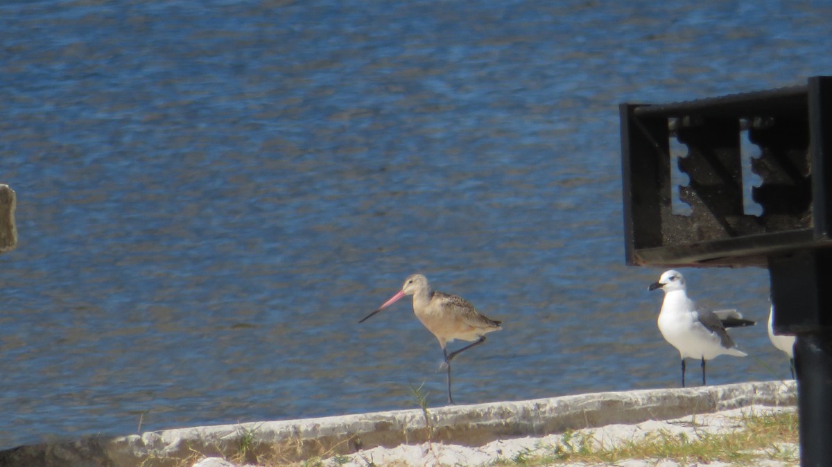 Marbled Godwit - Claudia Amsler