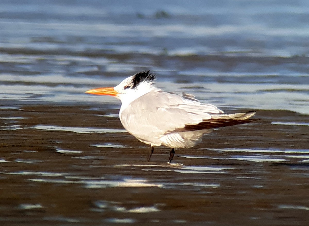 Royal Tern - Sam / Damaris Stoddard