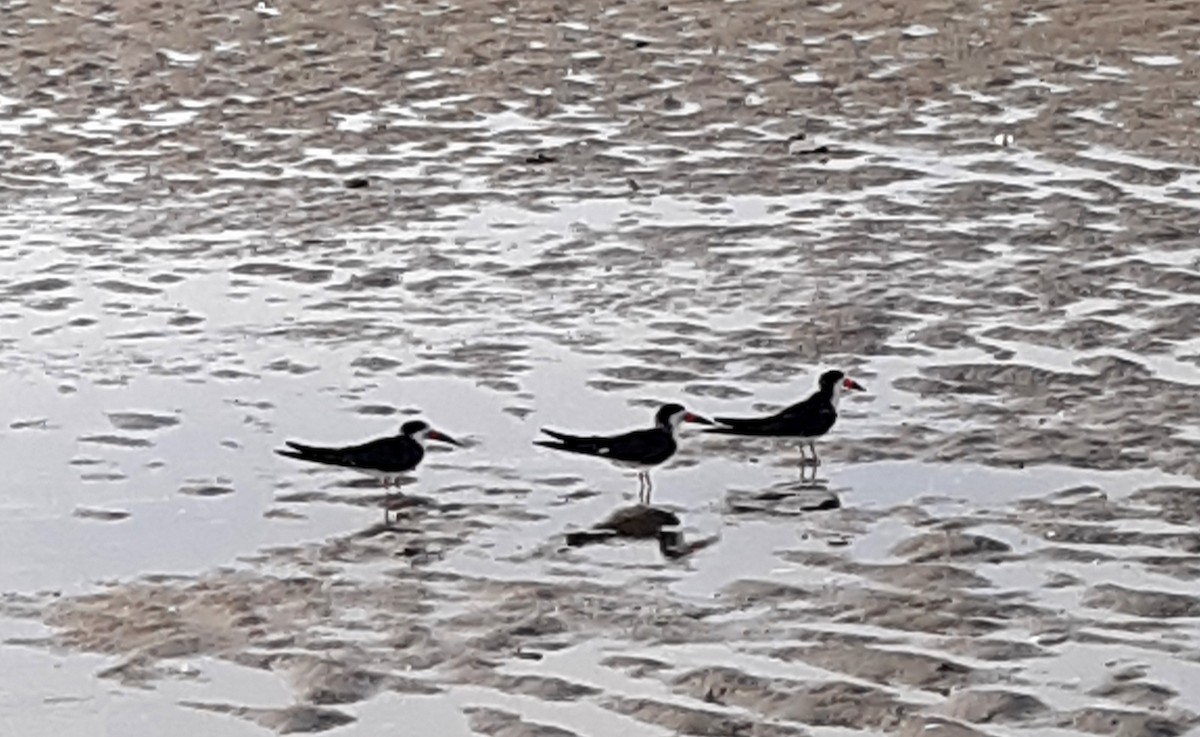 Black Skimmer - Sam / Damaris Stoddard