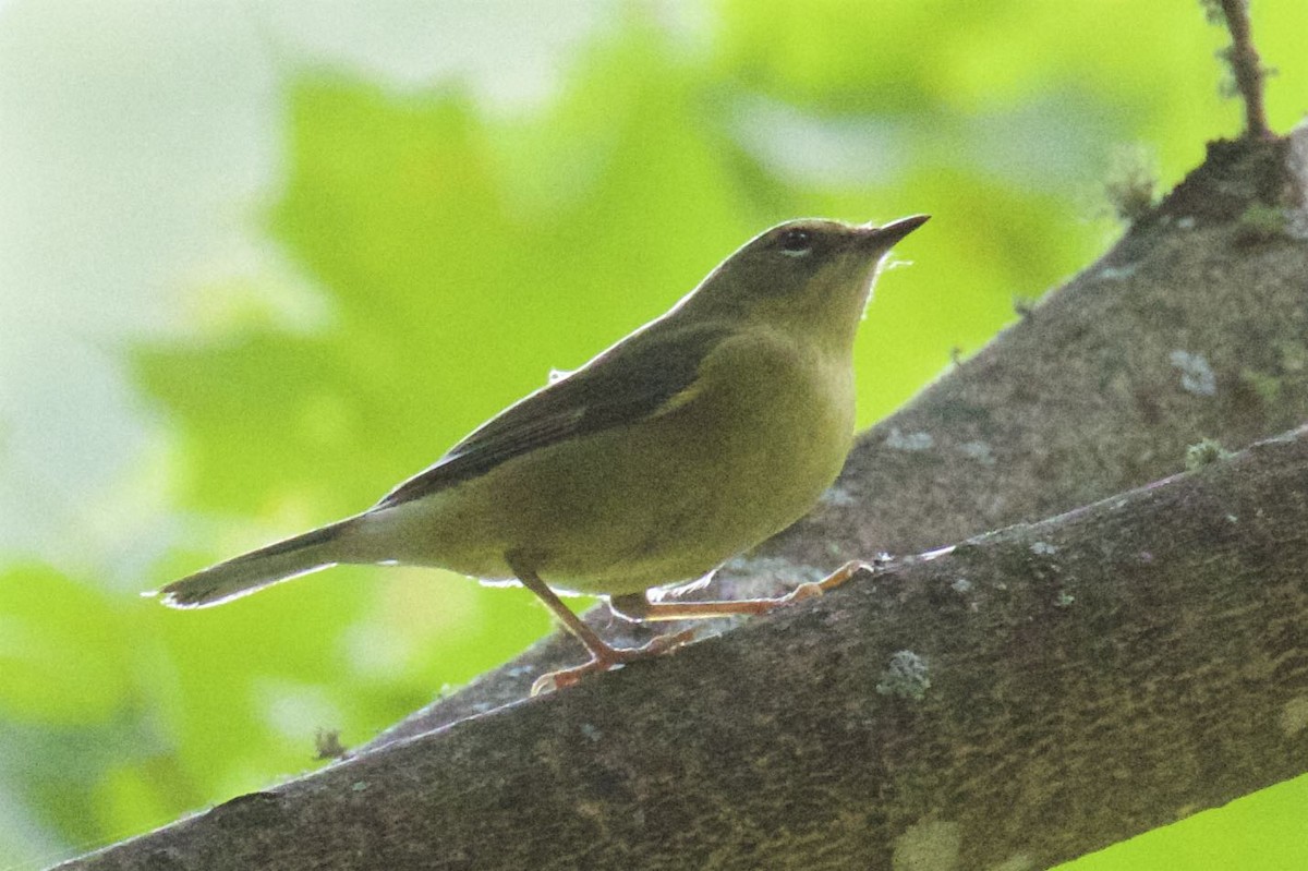 Black-throated Blue Warbler - ML179581171