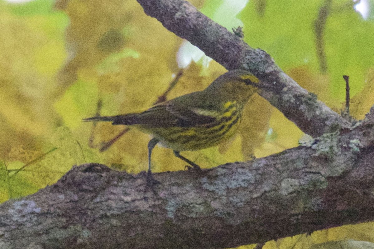 Cape May Warbler - ML179582221