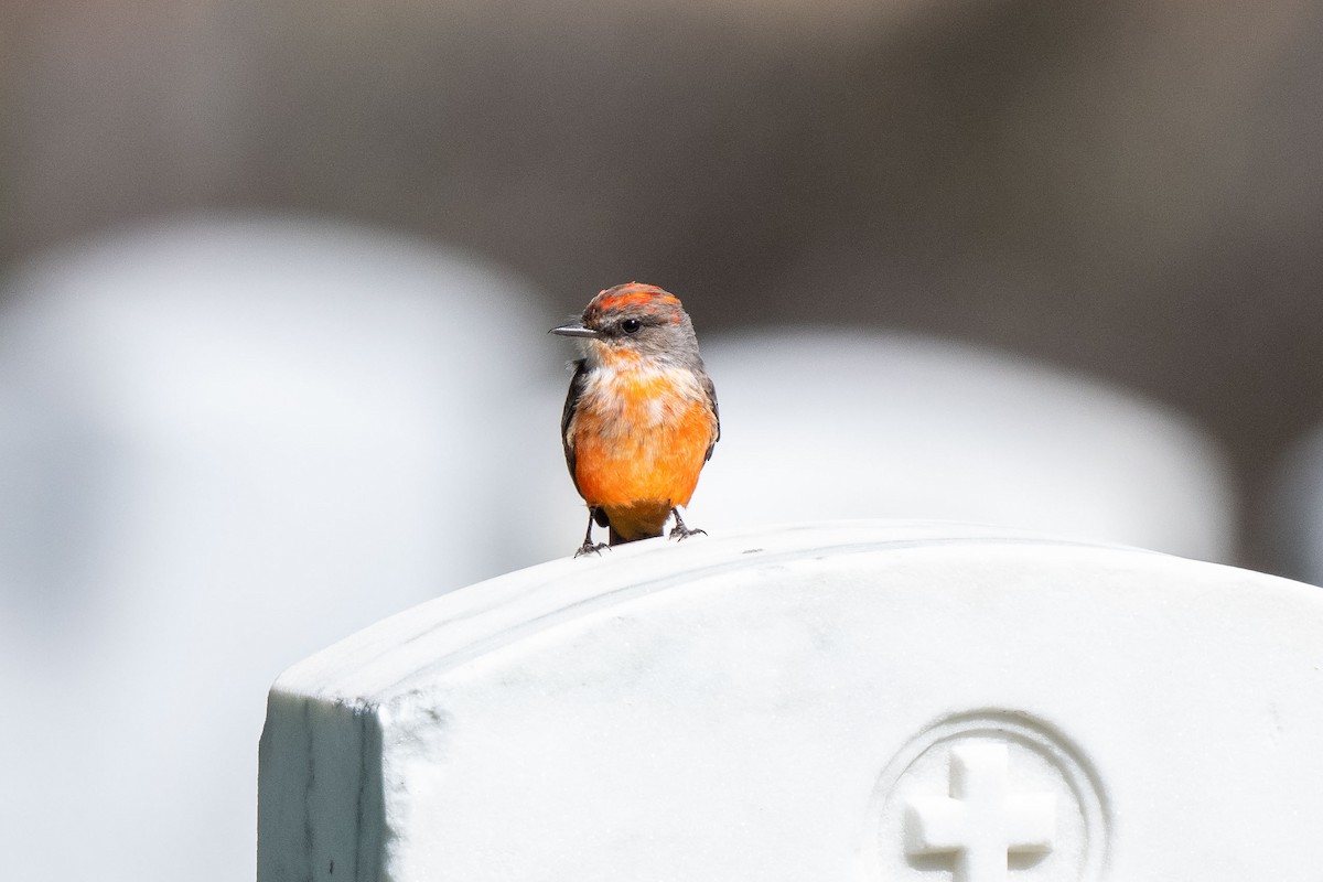 Vermilion Flycatcher - ML179582271