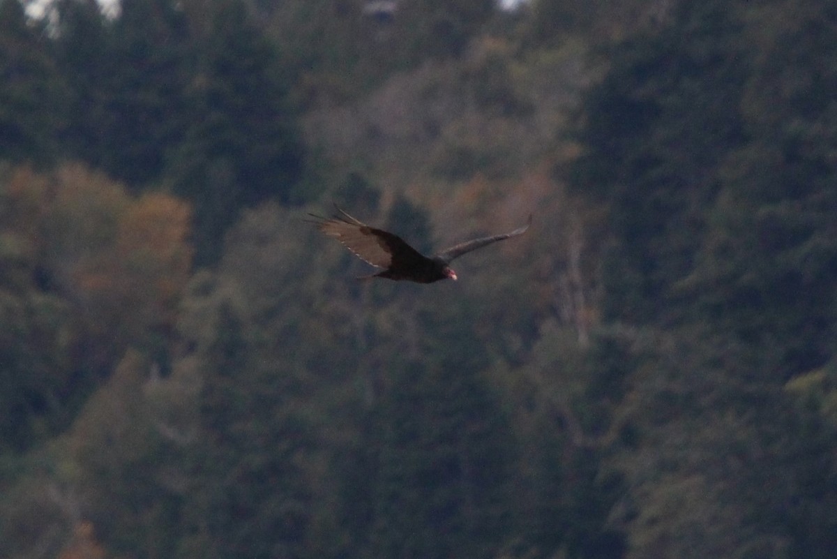 Turkey Vulture - ML179582841