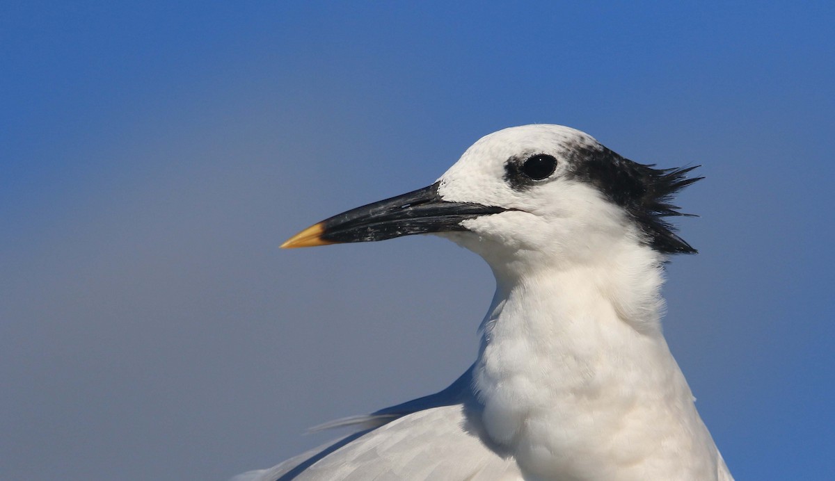 Sandwich Tern - Jeff Holmes