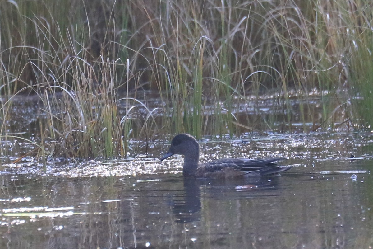 American Wigeon - ML179586441