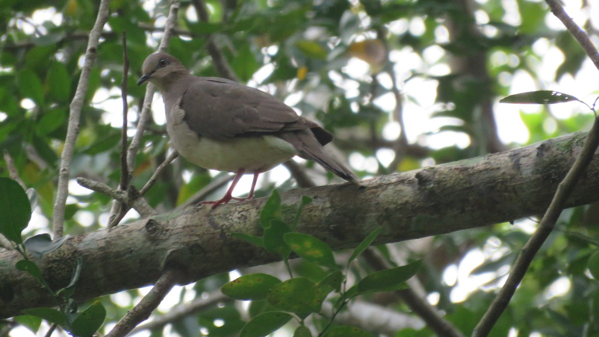 White-tipped Dove - ML179586761