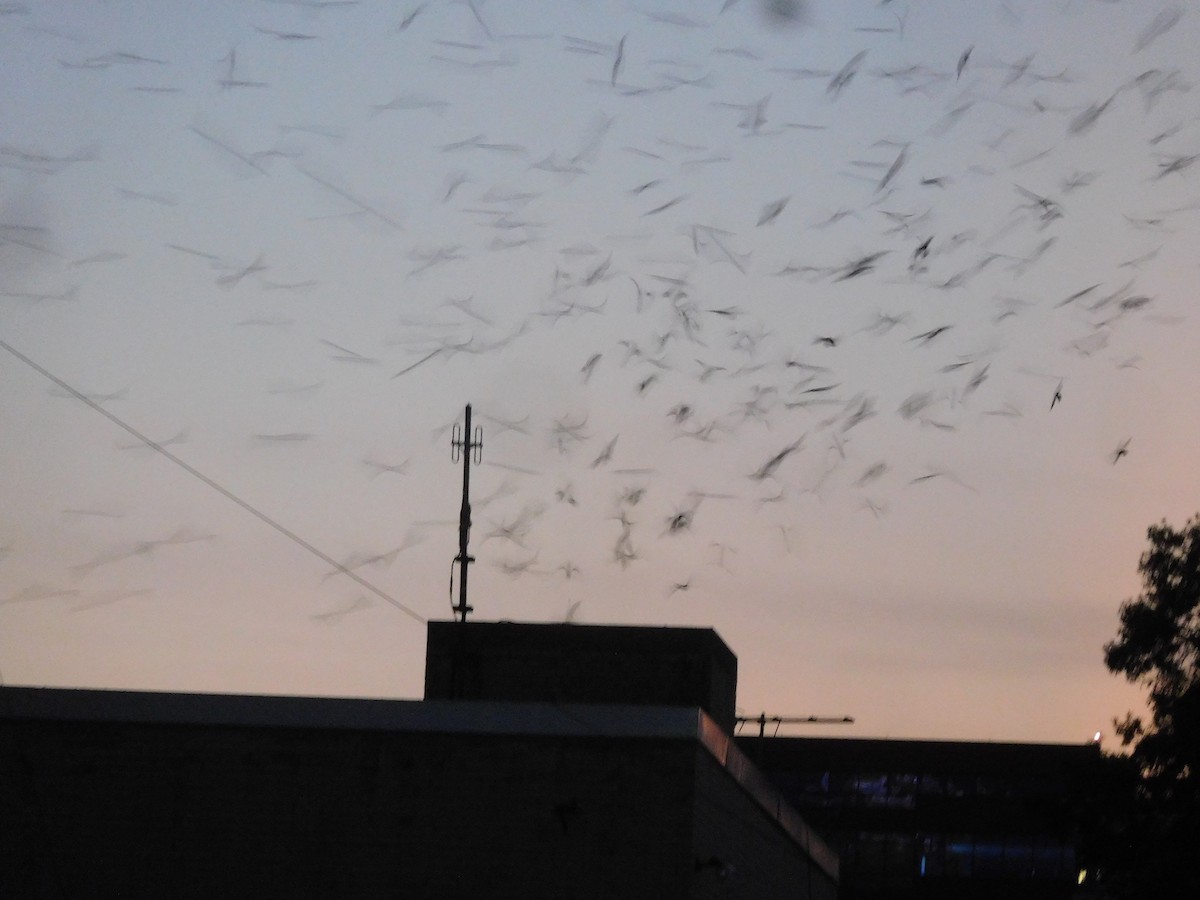 Chimney Swift - LynnErla Beegle