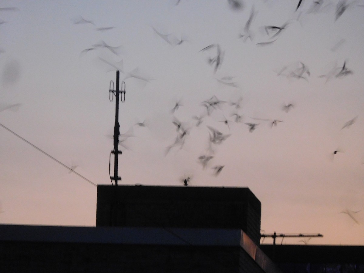 Chimney Swift - LynnErla Beegle