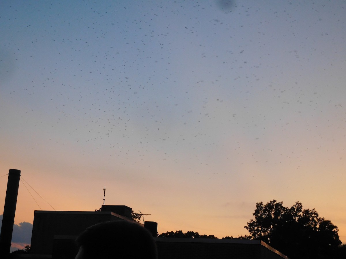 Chimney Swift - LynnErla Beegle