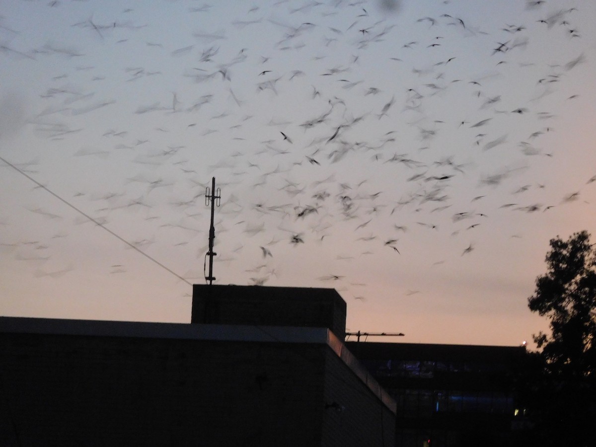 Chimney Swift - LynnErla Beegle