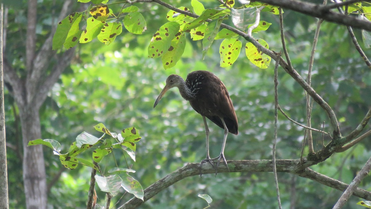 Limpkin - Jorge Alcalá