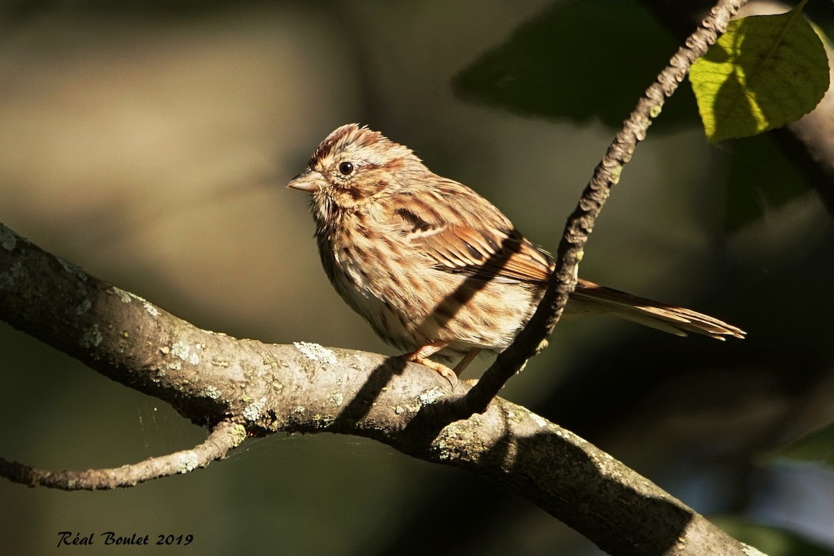 Song Sparrow - ML179588631