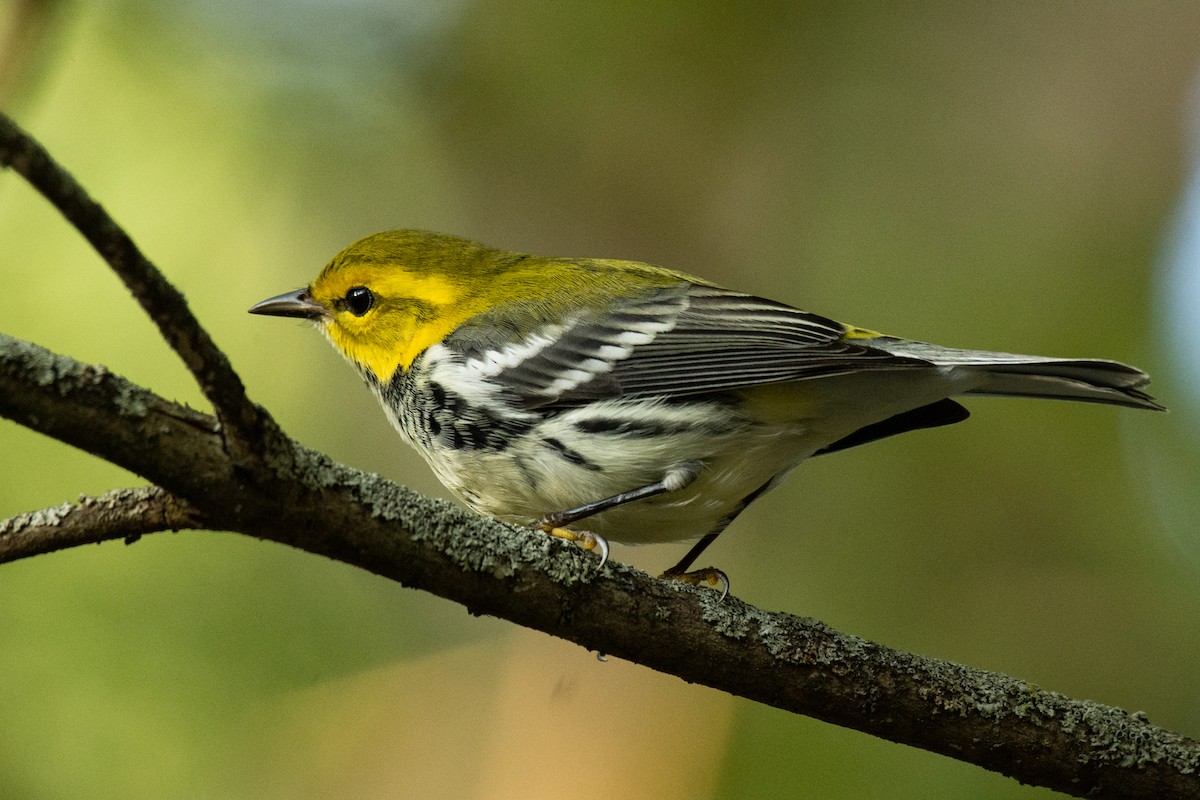 Black-throated Green Warbler - Michael Pelc