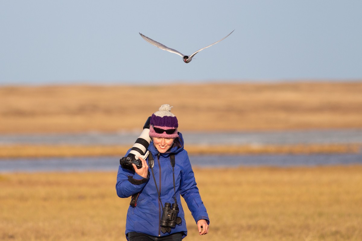 Arctic Tern - ML179590721