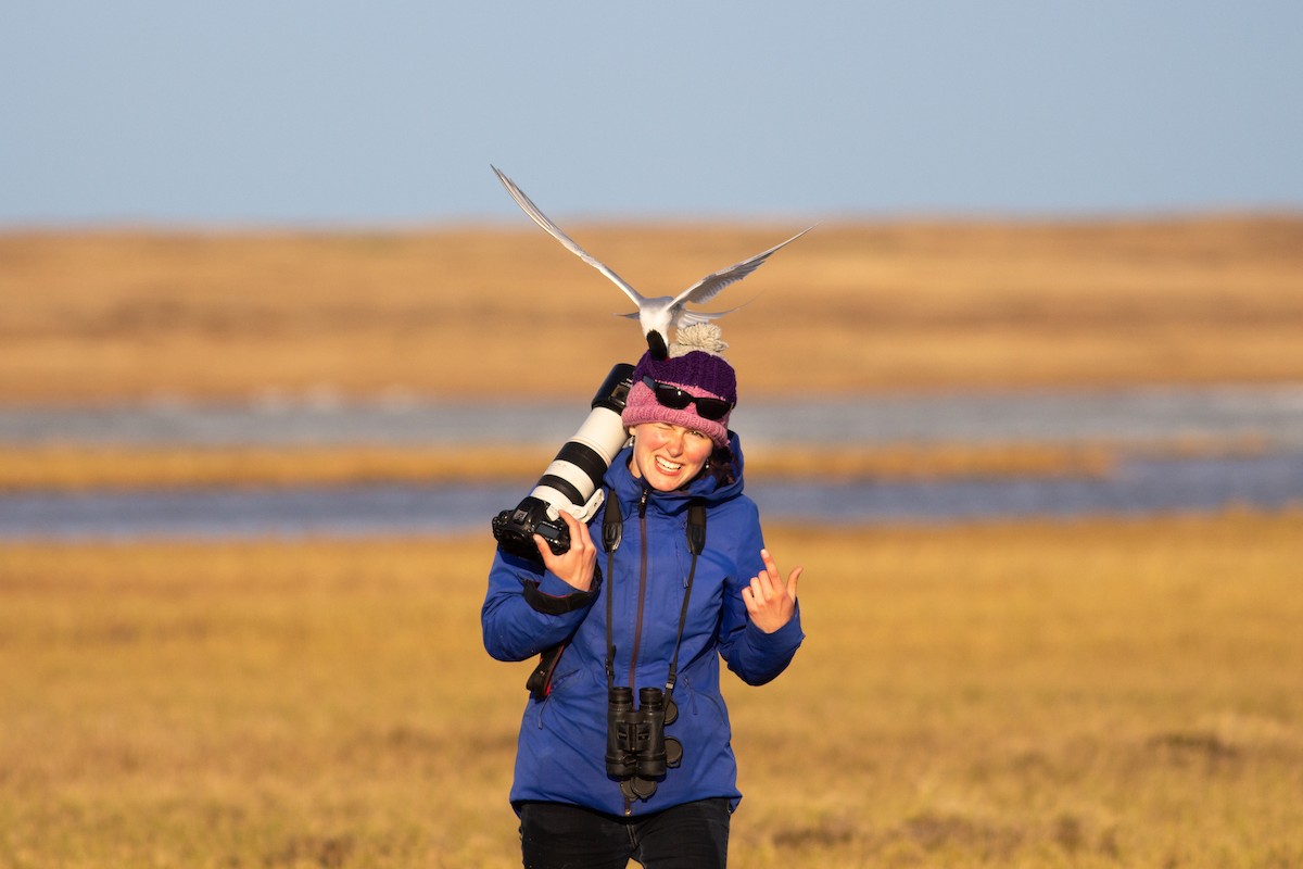 Arctic Tern - ML179590741