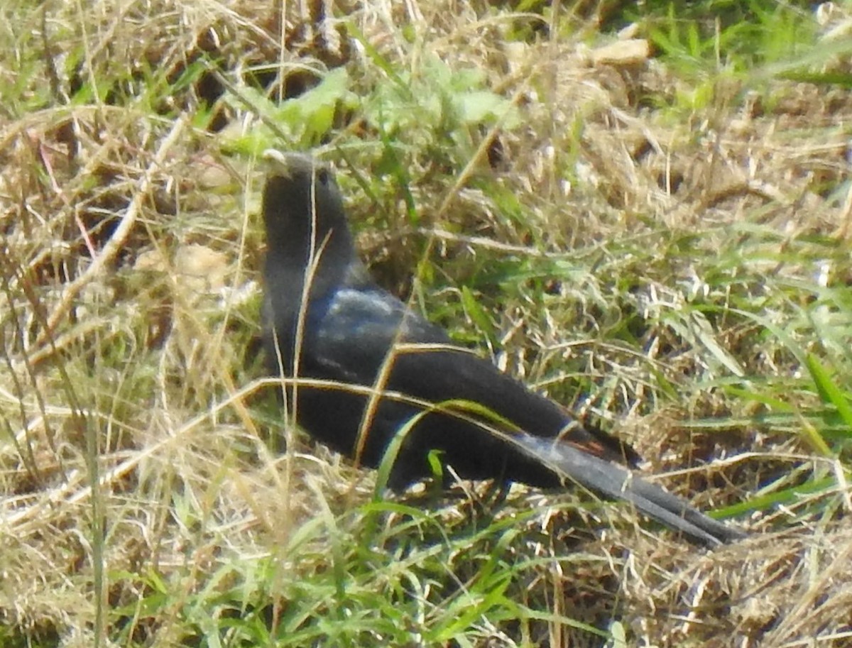 White-billed Starling - ML179591811