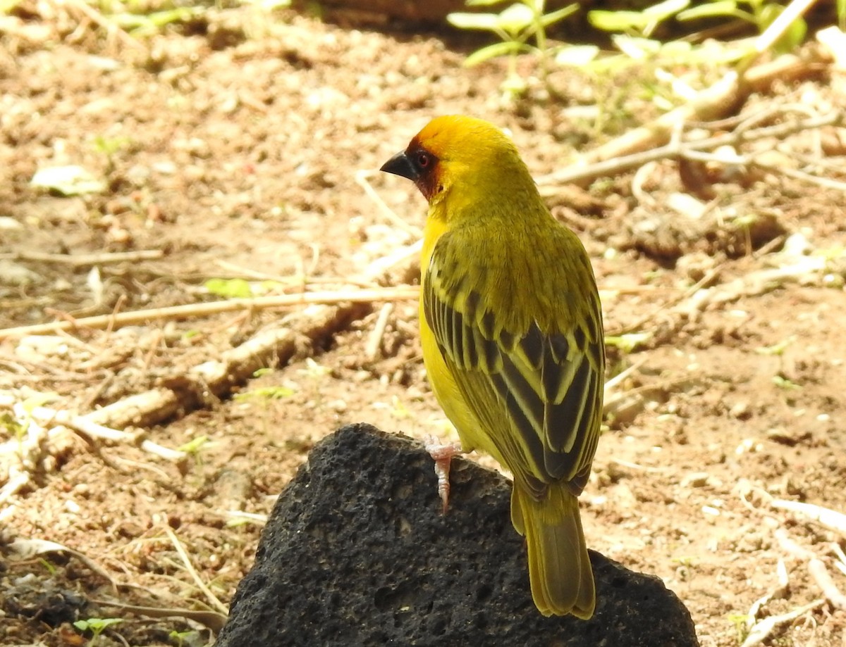 Rüppell's Weaver - ML179593041