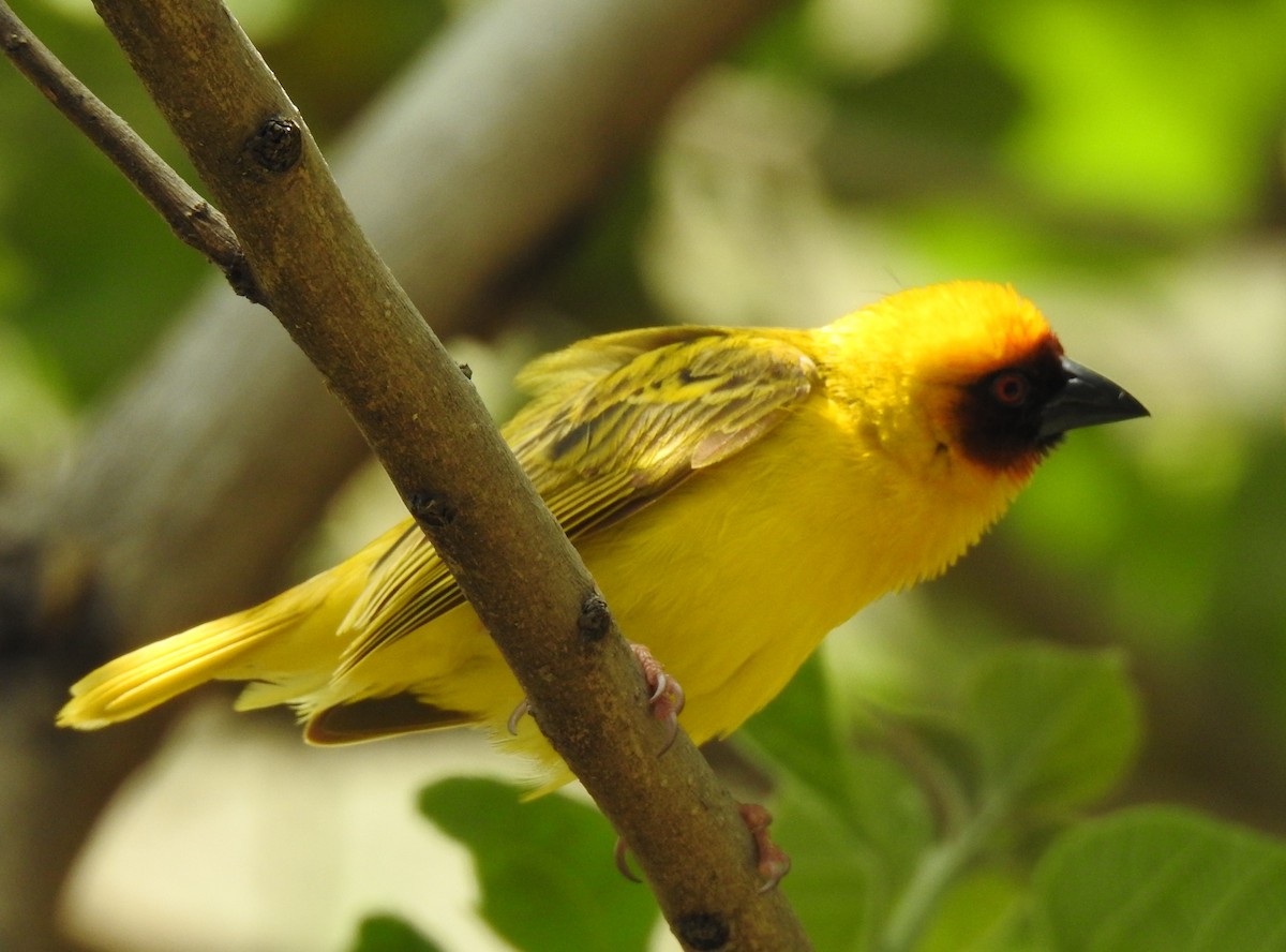 Rüppell's Weaver - Dale Adams