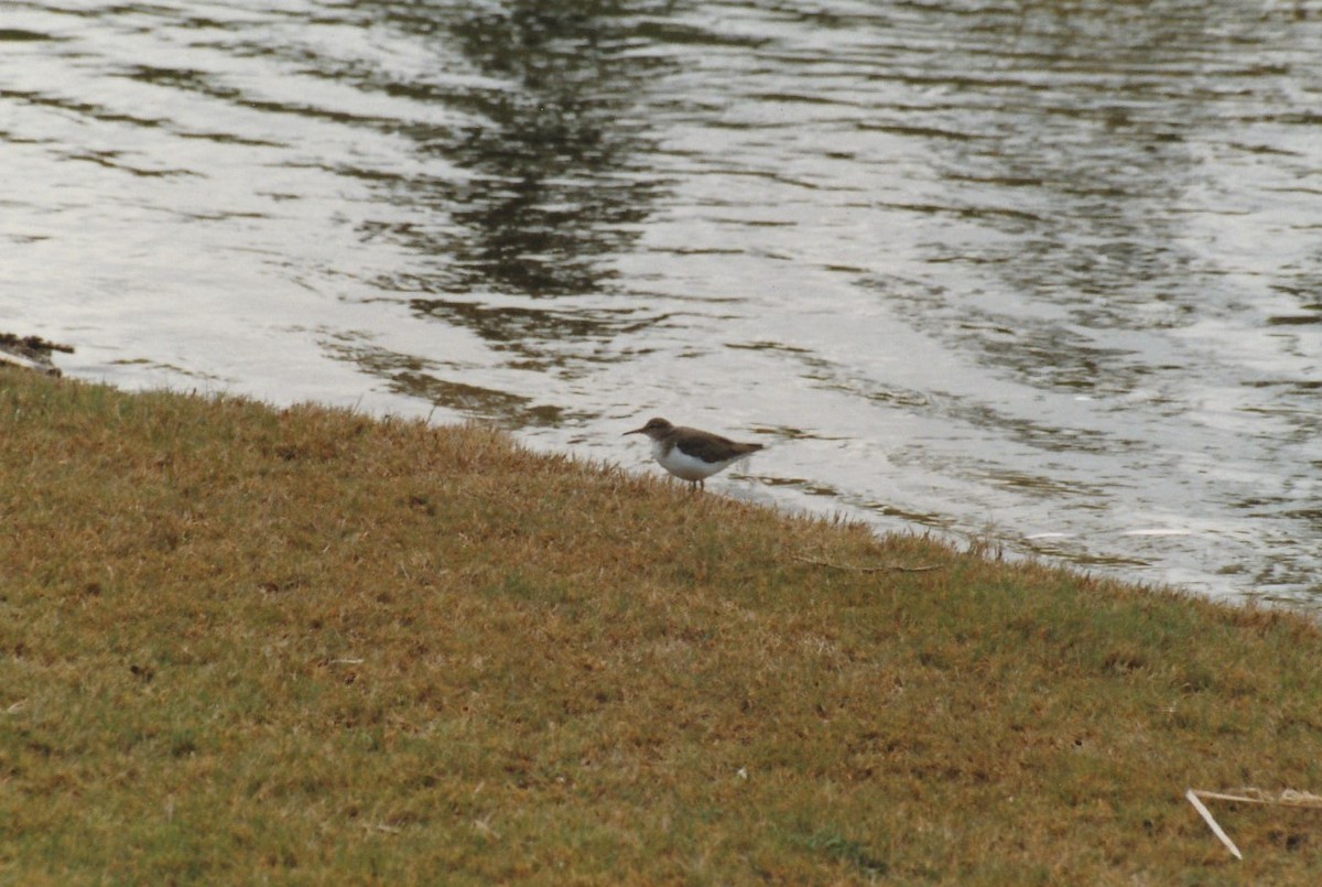 Spotted Sandpiper - Pat Johnston