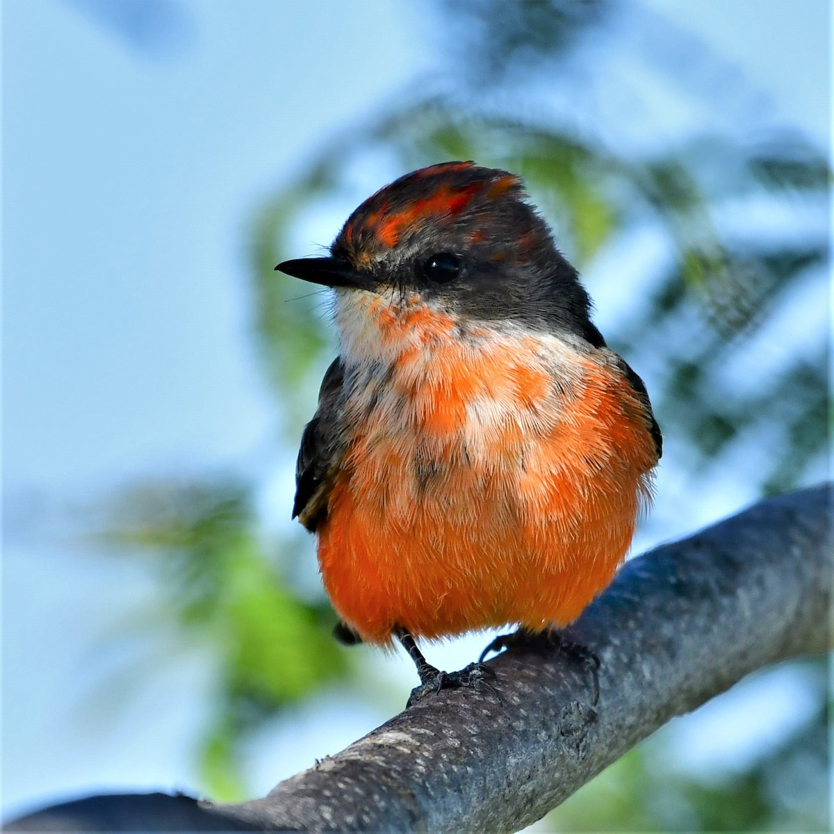 Vermilion Flycatcher - ML179593371