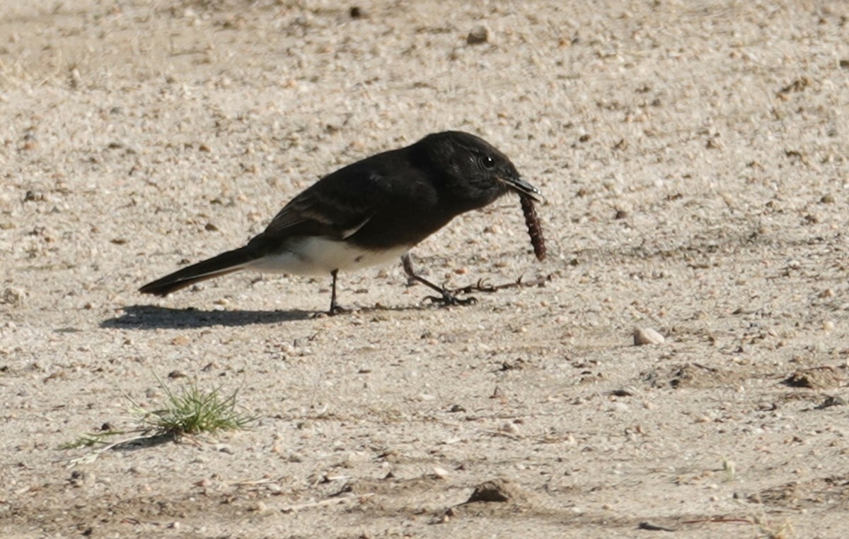 Black Phoebe - deborah grimes