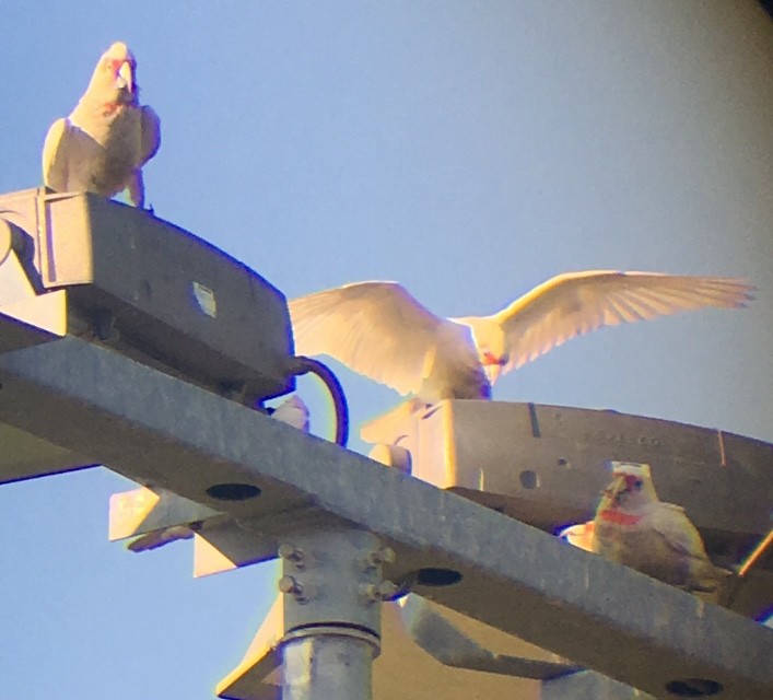 Long-billed Corella - ML179595651