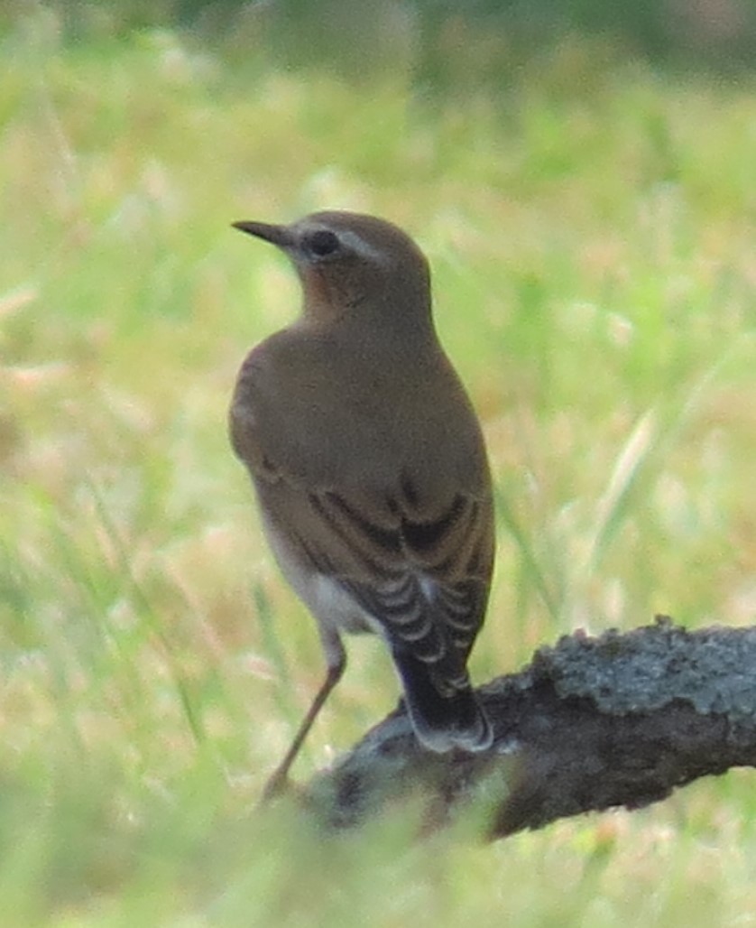 Northern Wheatear - ML179596481