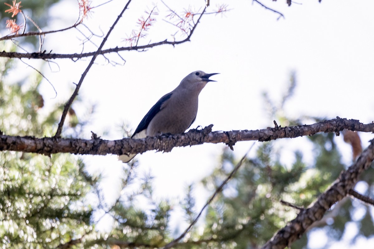 Clark's Nutcracker - ML179599431