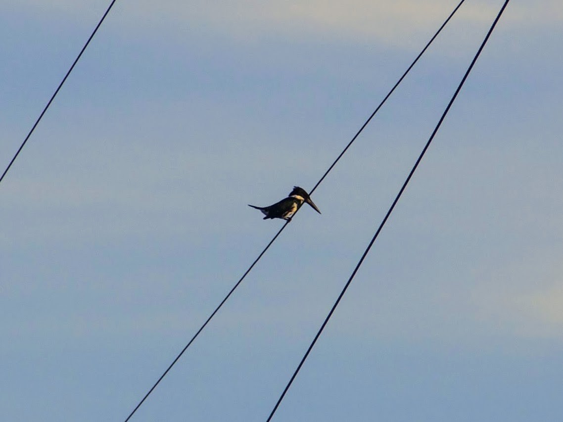 Amazon Kingfisher - ML179599841