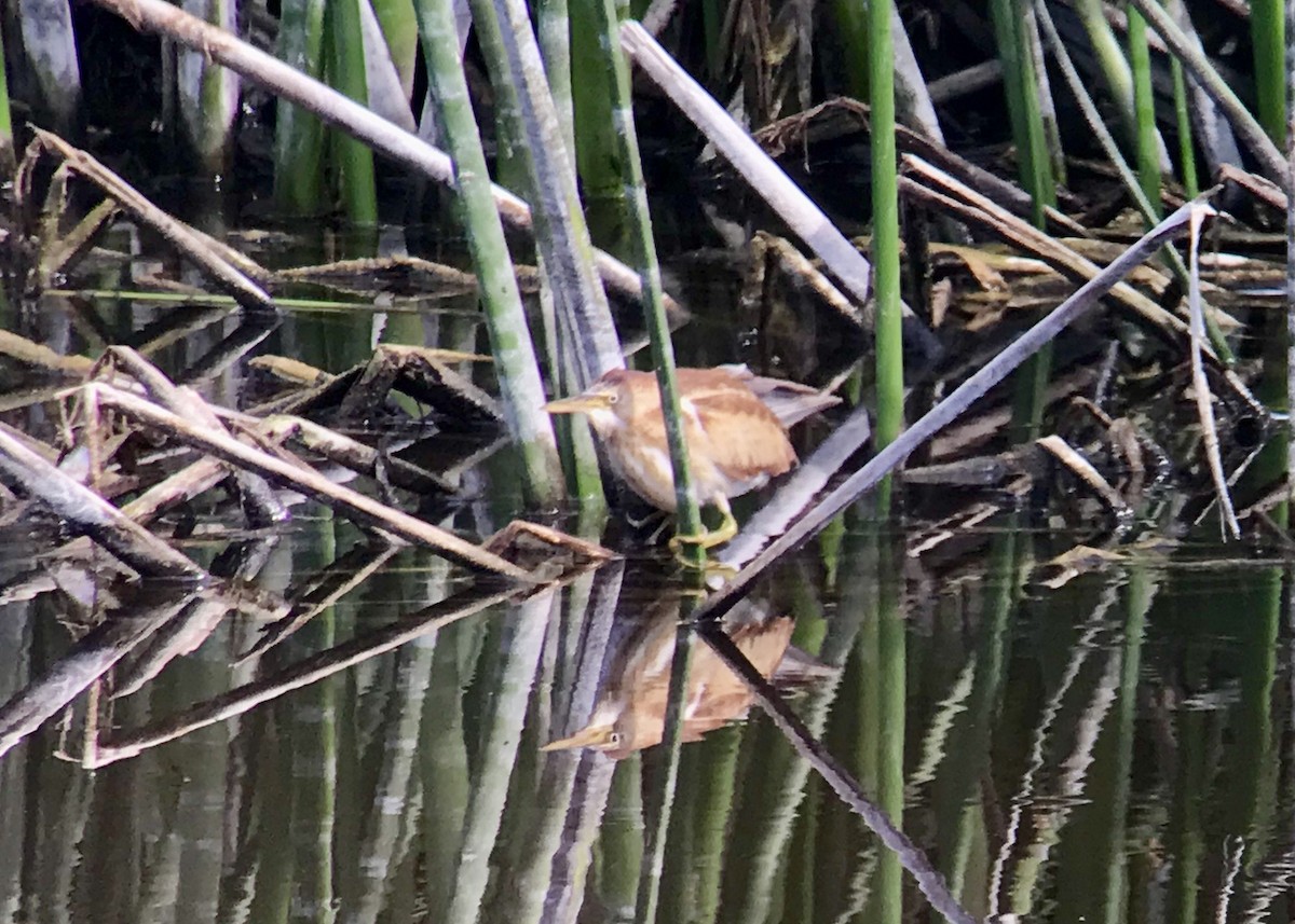 Least Bittern - ML179600441