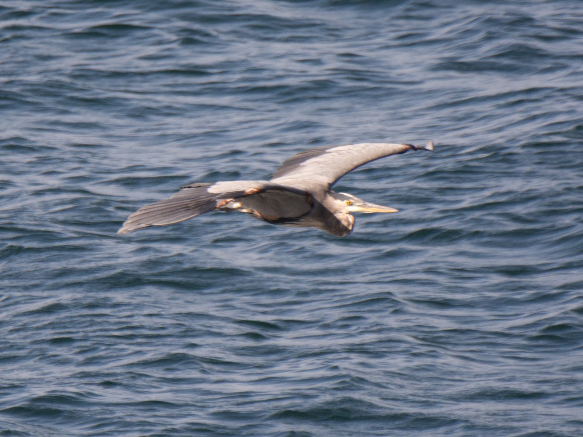 Great Blue Heron - ML179601791