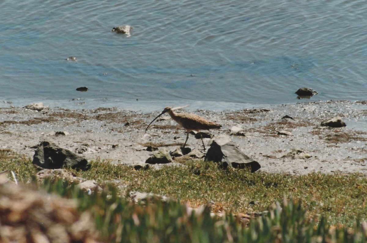 Long-billed Curlew - ML179601881