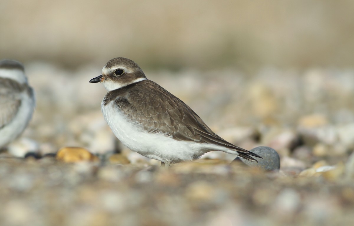 Semipalmated Plover - ML179602591