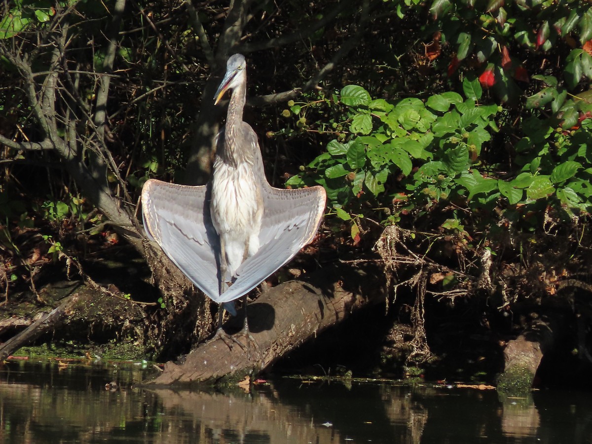 Great Blue Heron - ML179609051