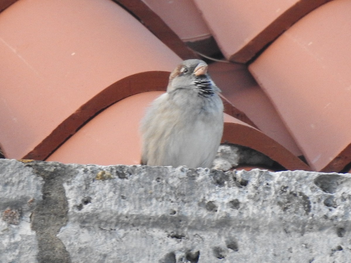 House Sparrow - ML179609231